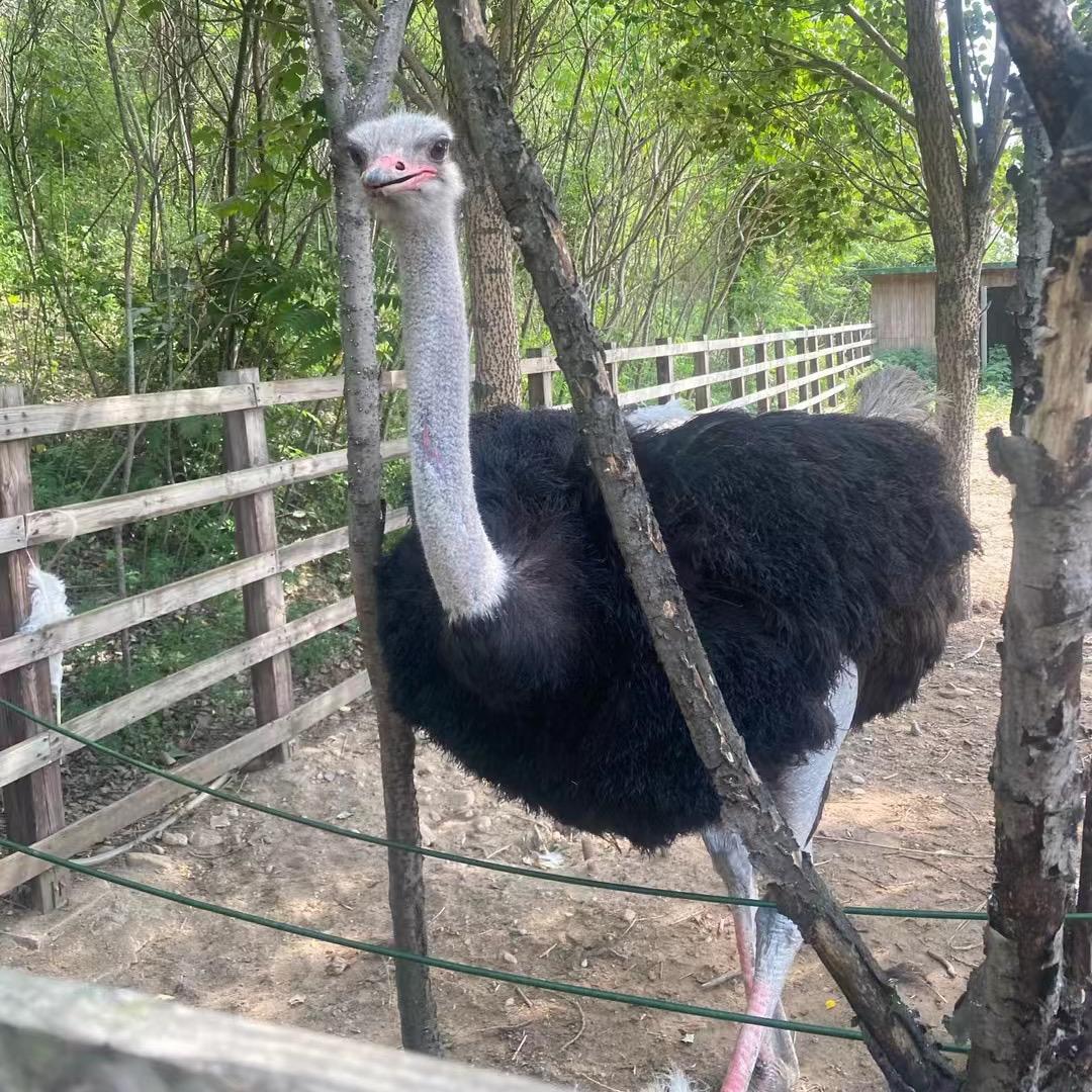 依兰鸵鸟养殖🙏邱弟🙏东北🙏