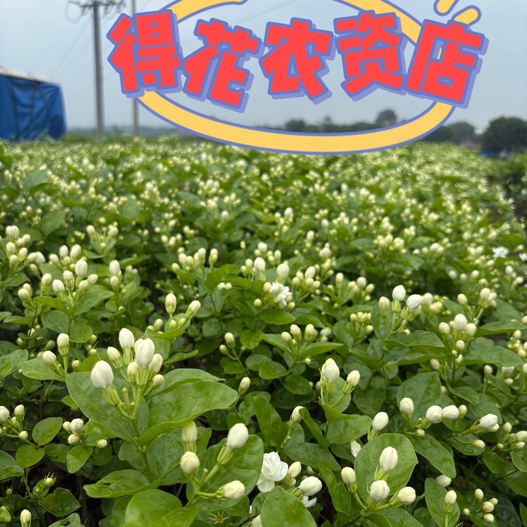 得花农资