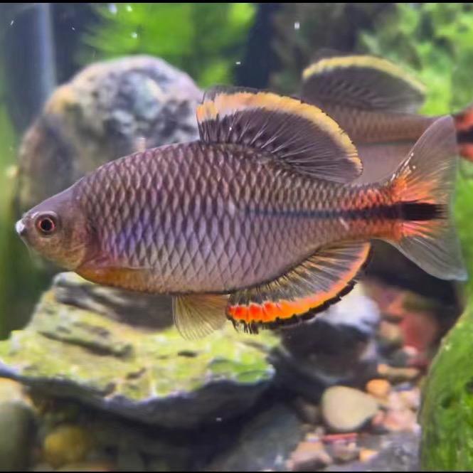 小曾漳州齐