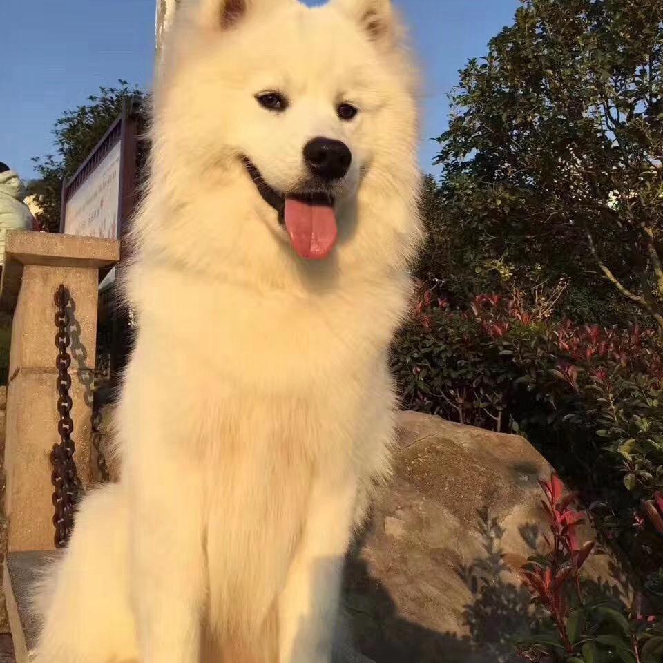 赣州彭于晏