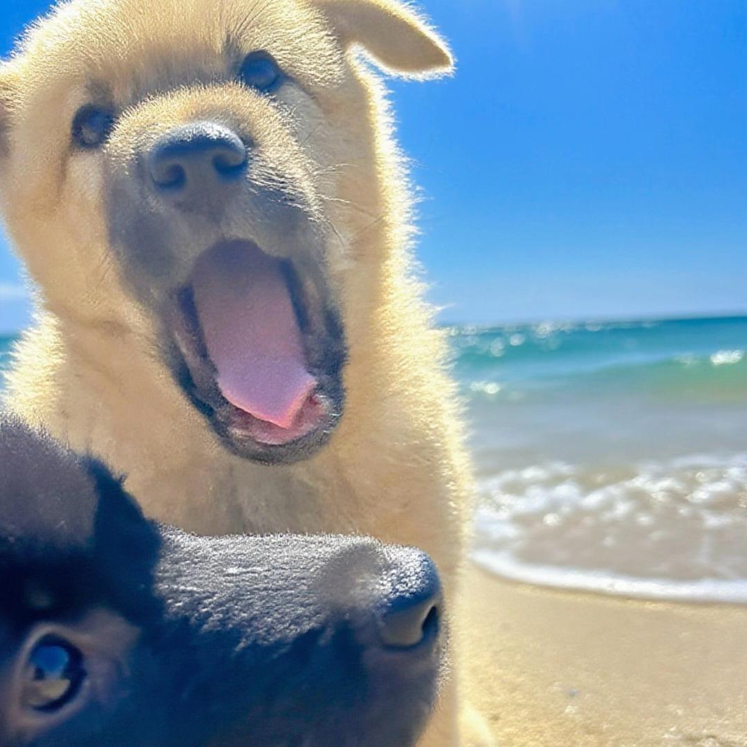 胖大海的金银花