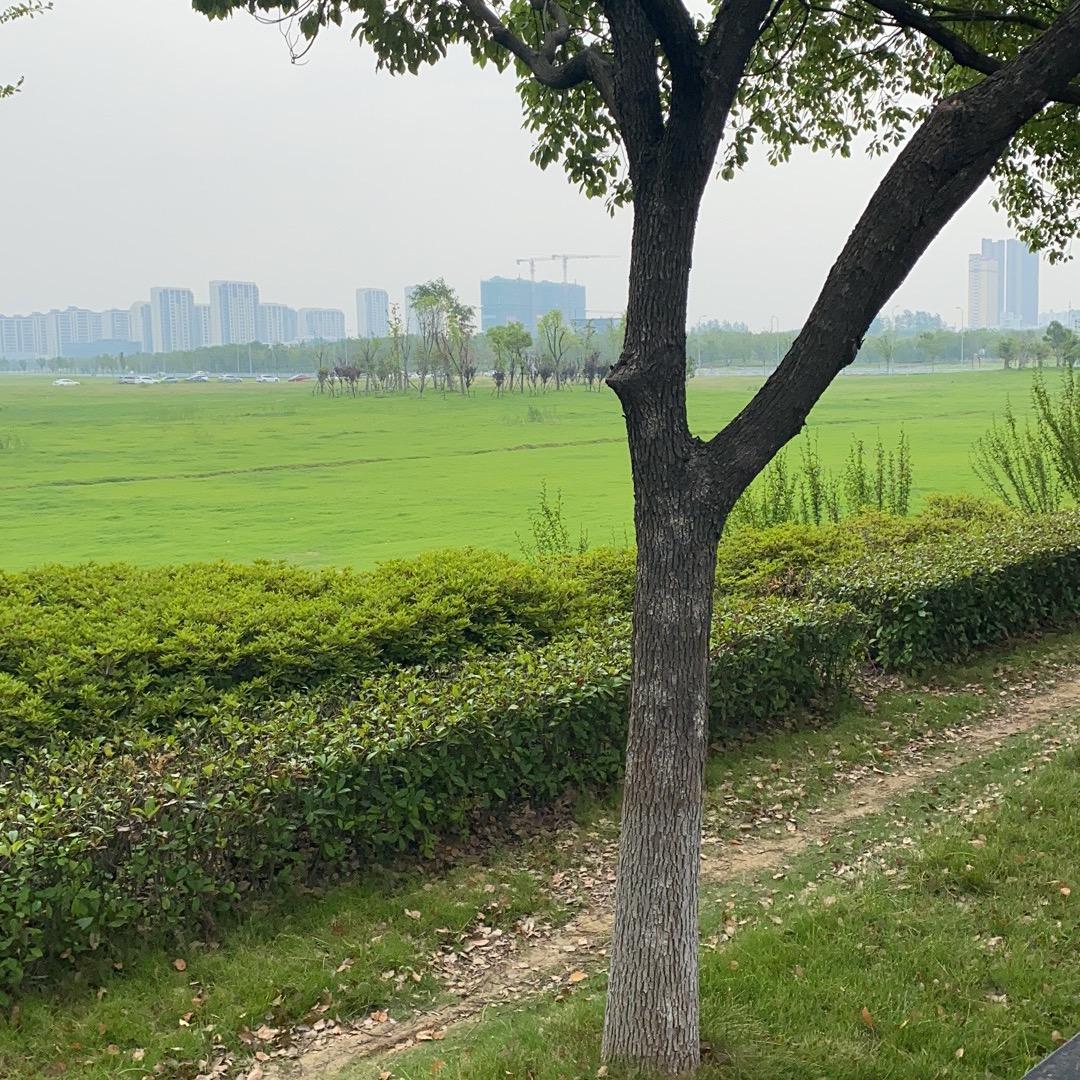 杨