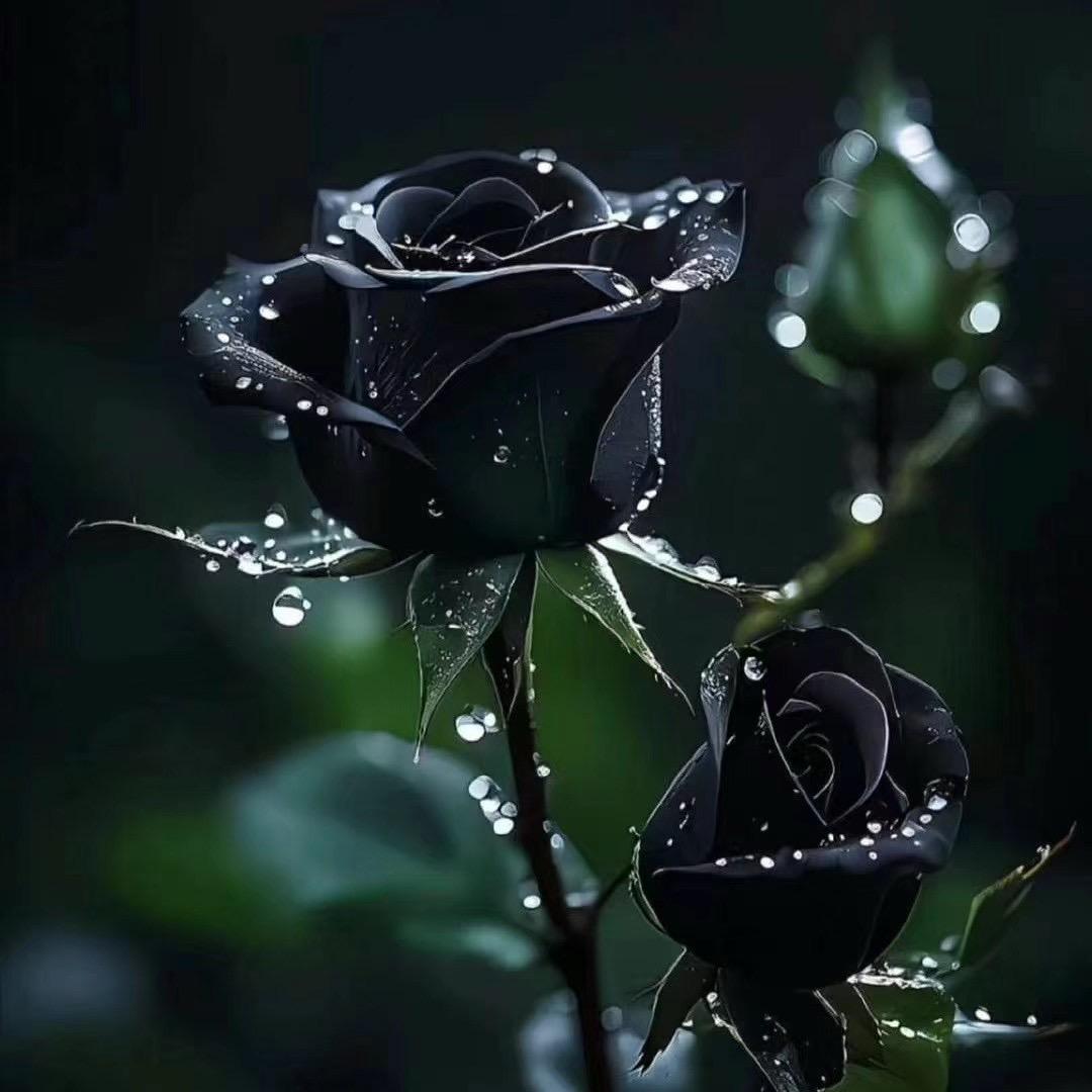 黑玫瑰🌹团队招优