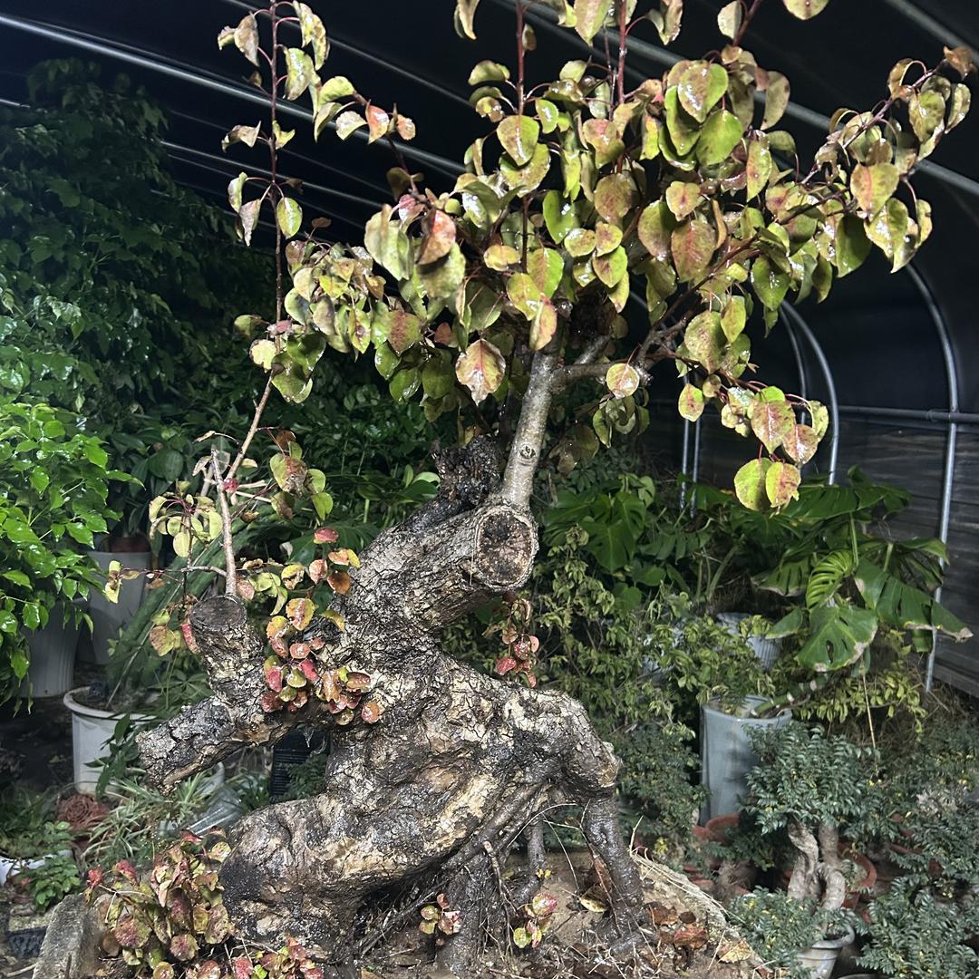 新沂泽宇盆景花卉优品铺