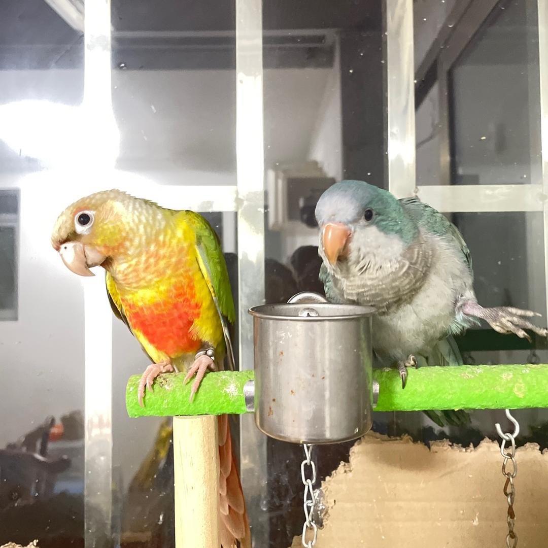 龍锅养鹦鹉🦜