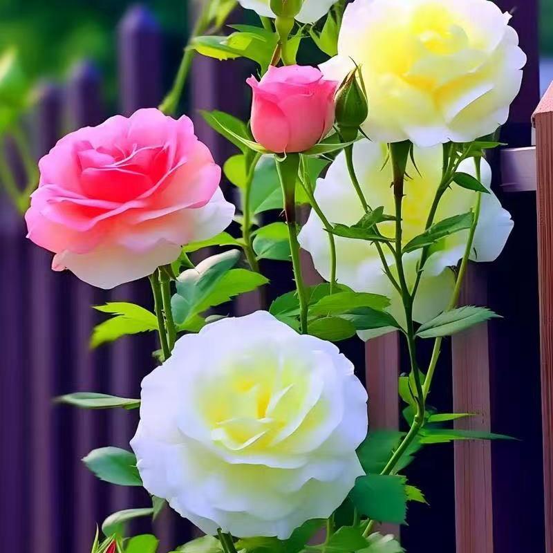 宜霖花卉绿植基地