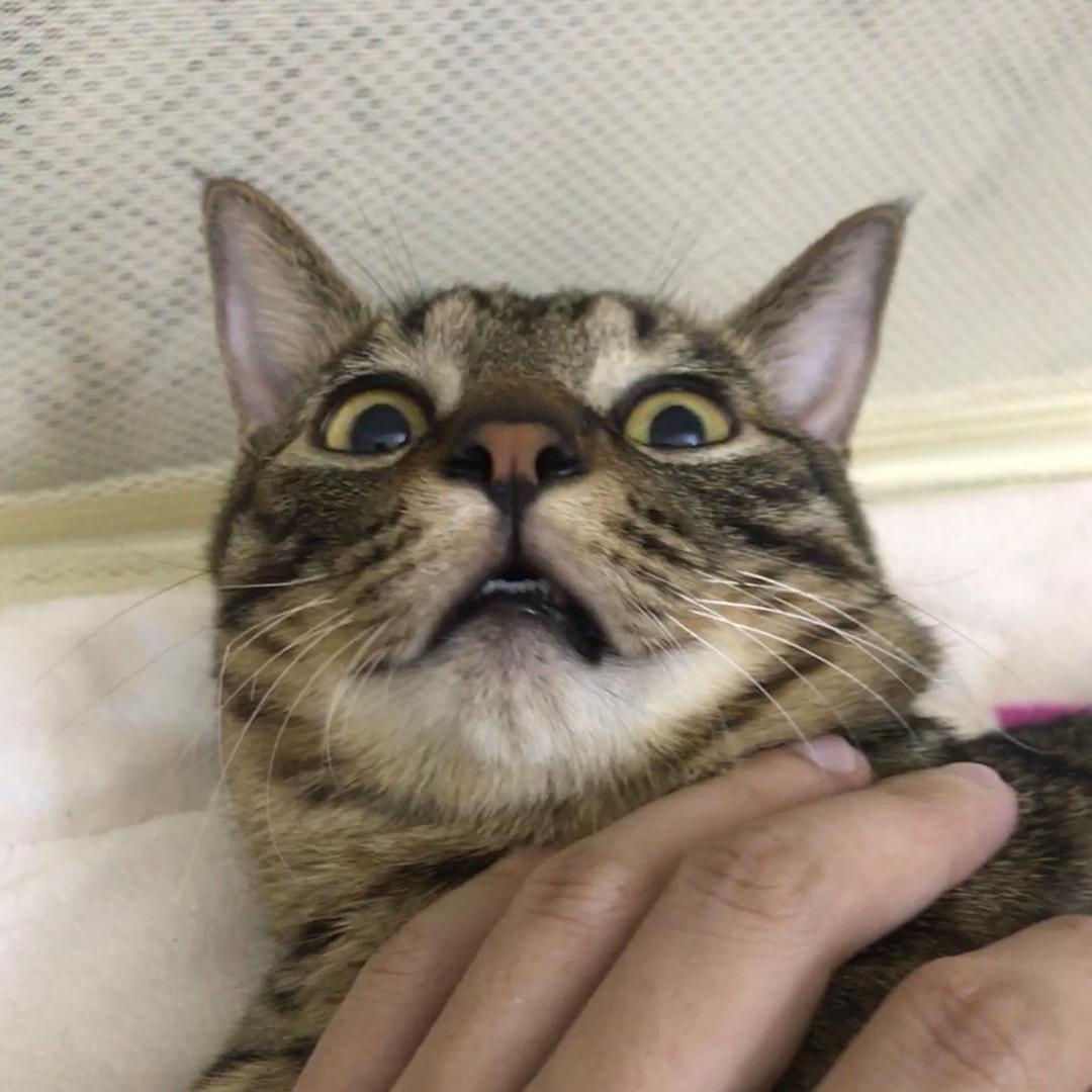 来来宝哇