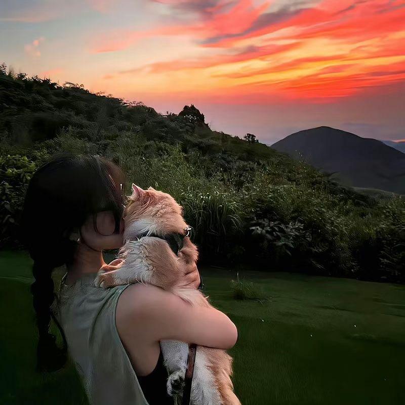 美美咨询号