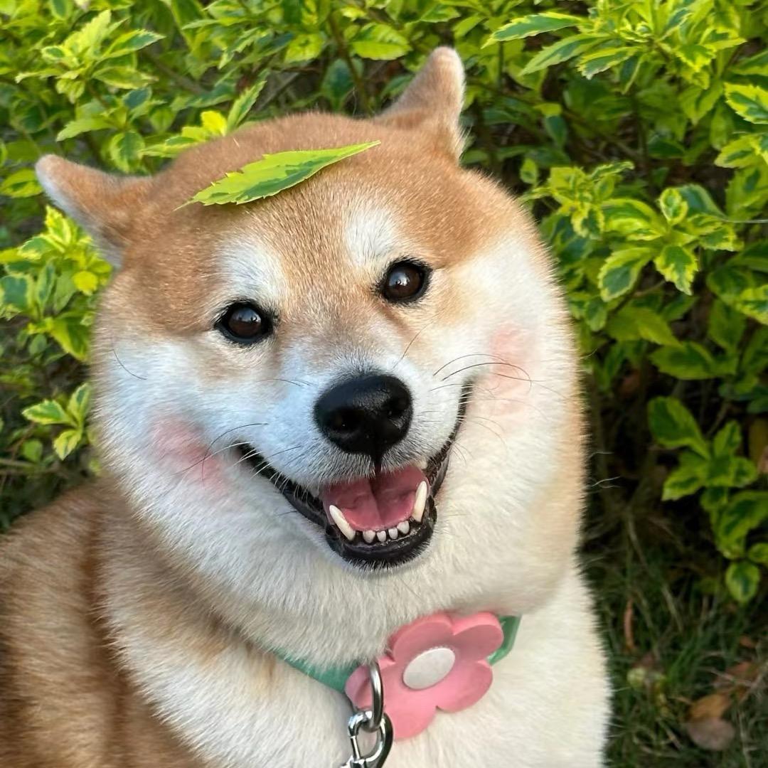 养乐多