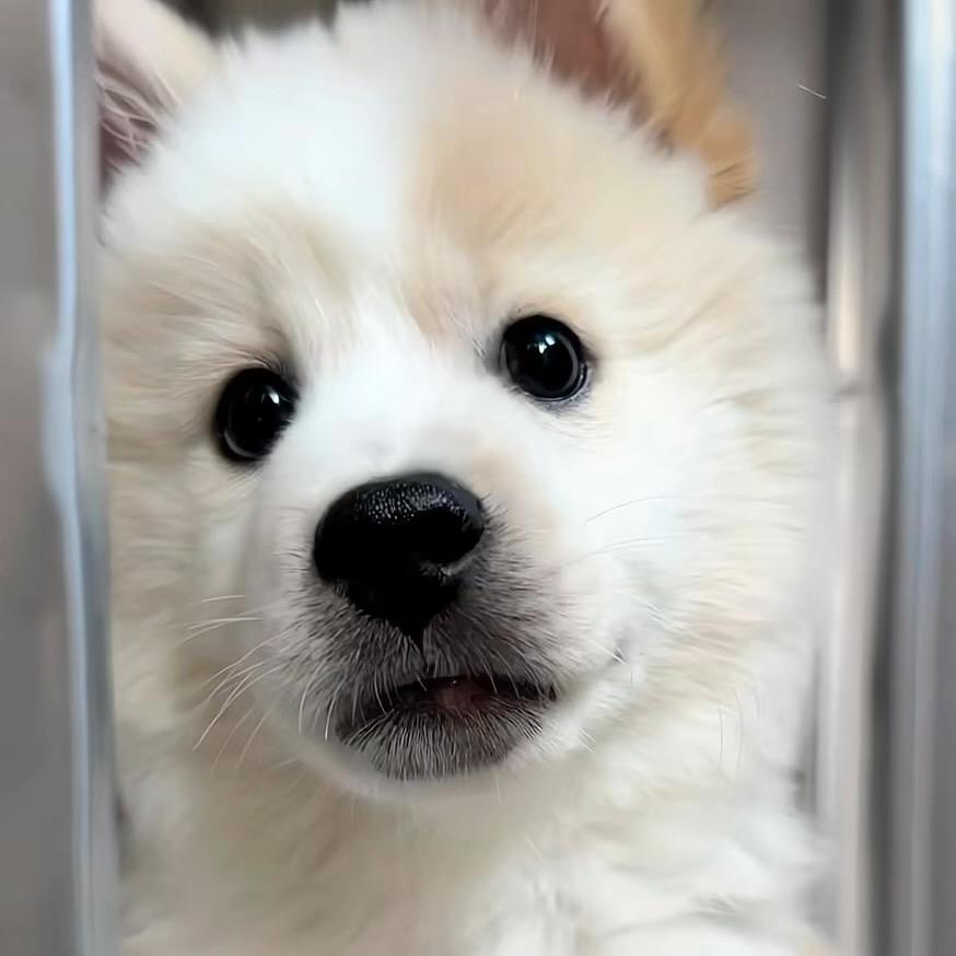 爱蘸油碟
