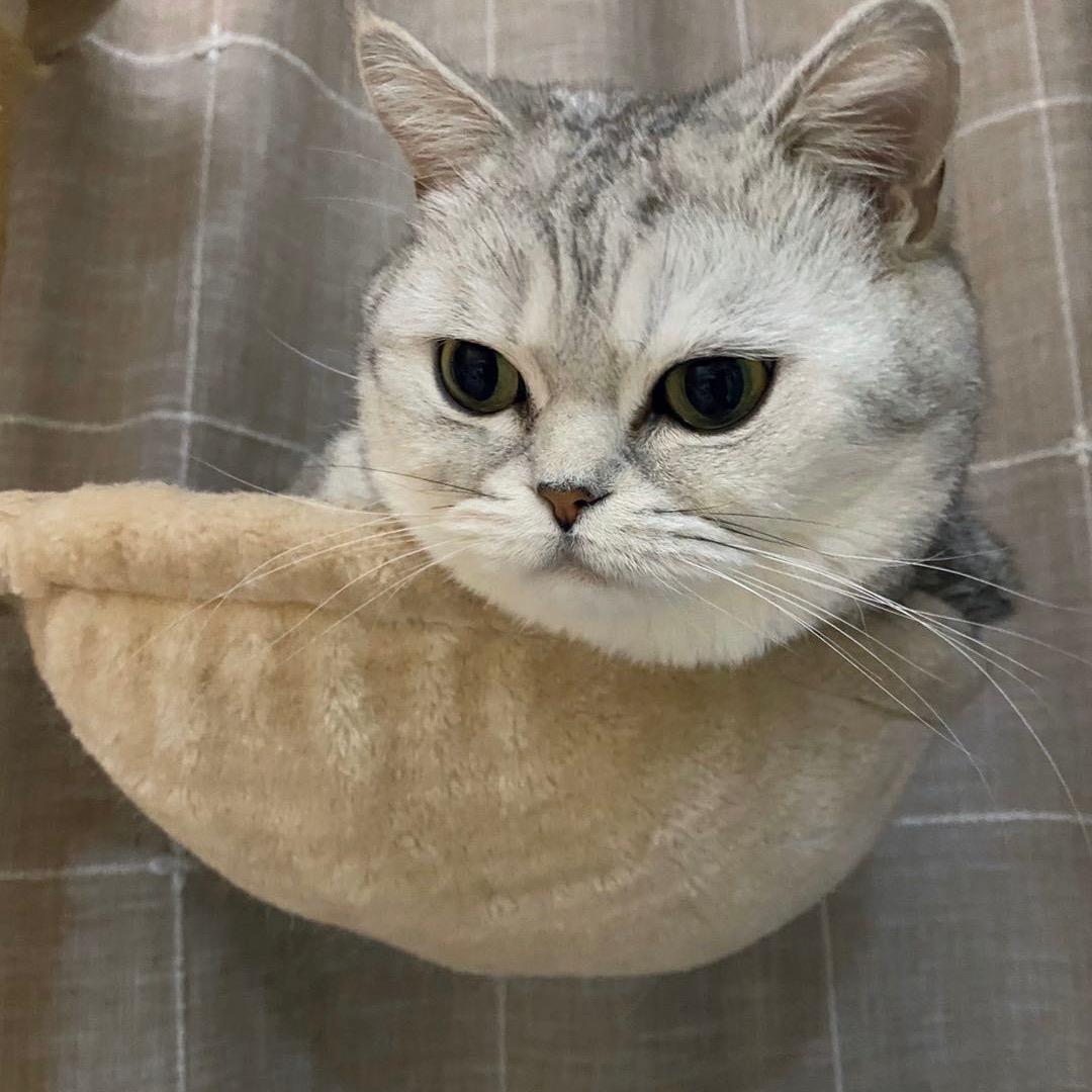 孤独救世主宋亦菲头像