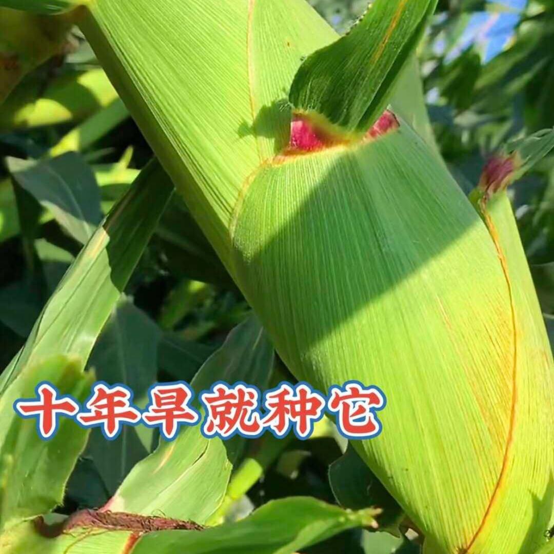 玉米高产王