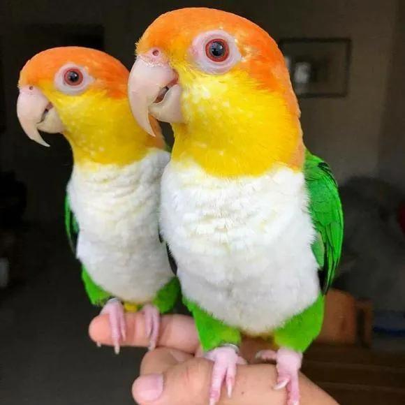 海南凤阳鹦鹉养殖