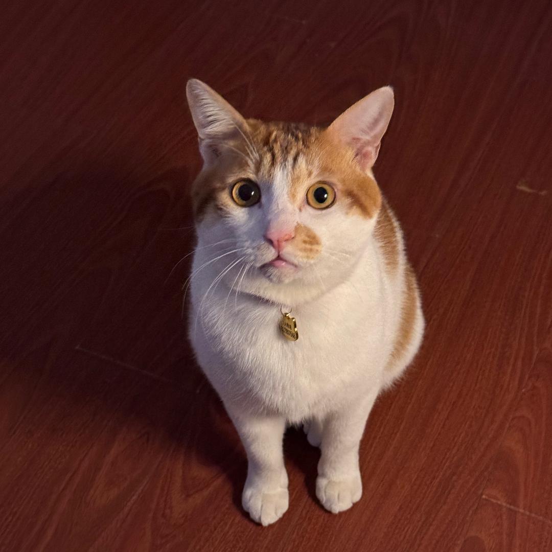 发财是只呆呆猫