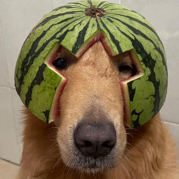 西瓜头
