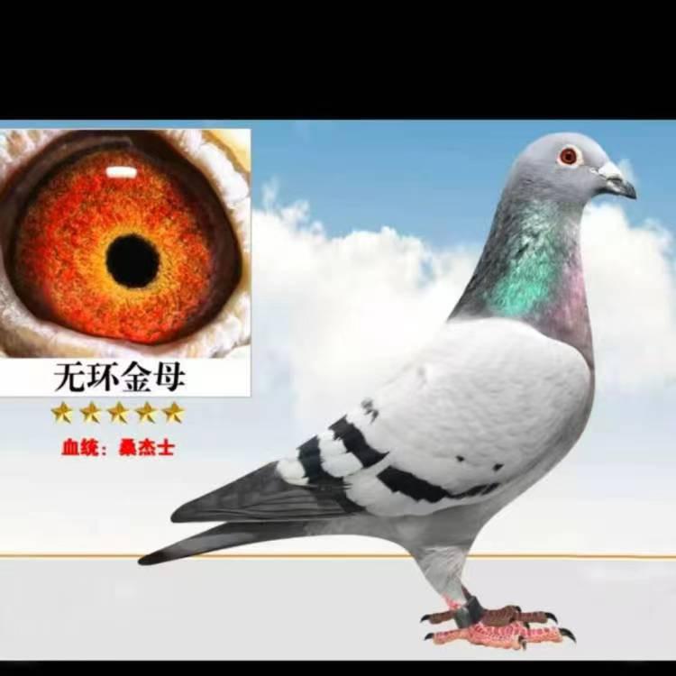 鸽经百家汇