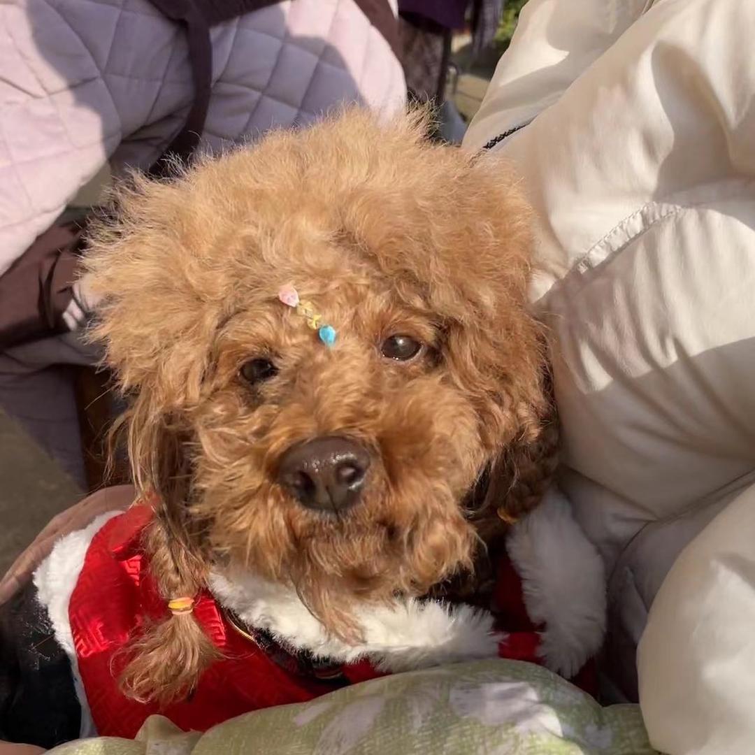 苹果🍎🐶❤️