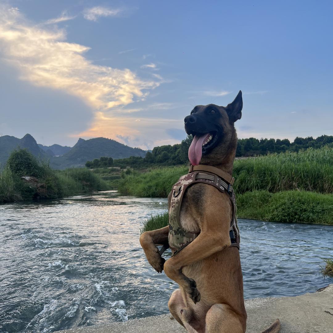 安顺汪汪队（马犬/德牧）