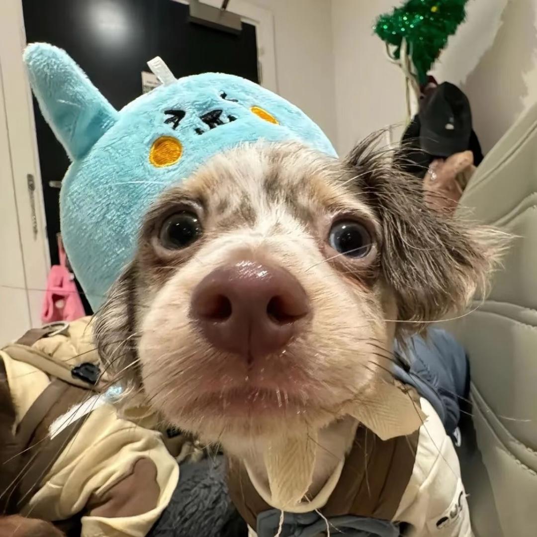 剁椒鲨鱼🦈