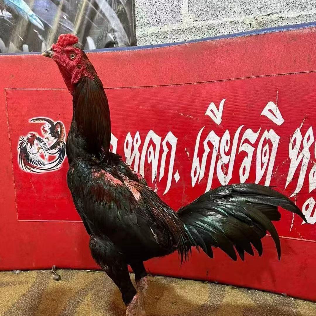 泰鸡养殖 只爱打鸡🐓