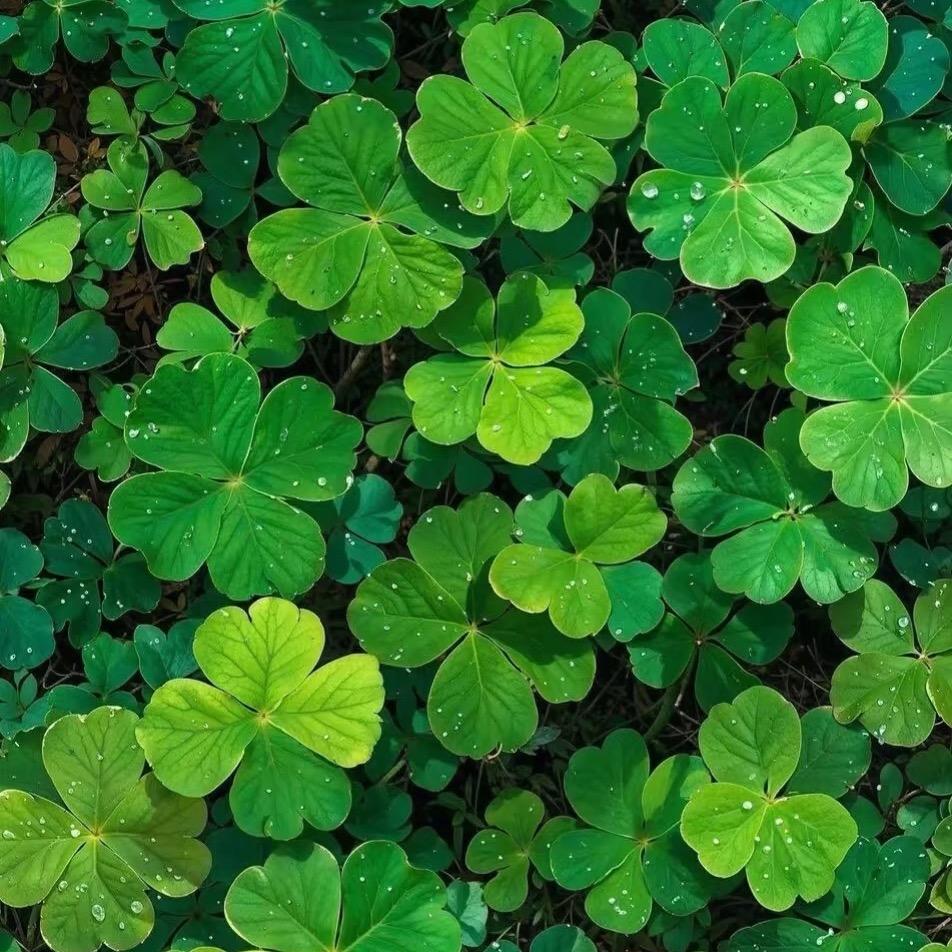 💚💚💚月月3733