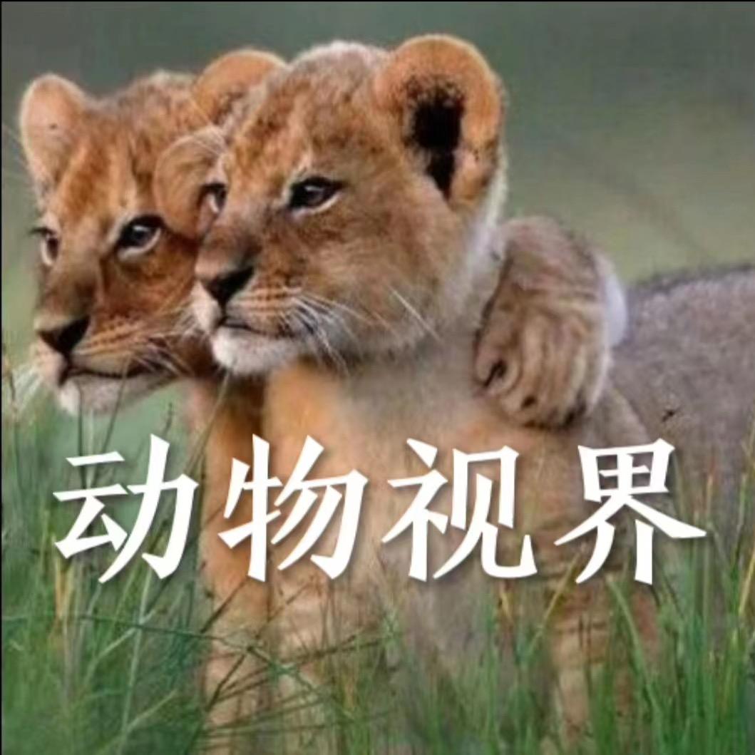 动物视界