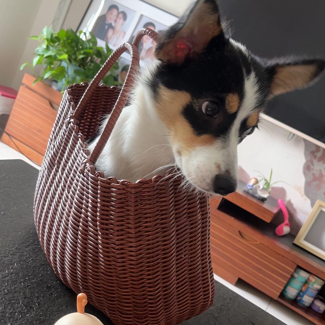 红糖芋圆西米露