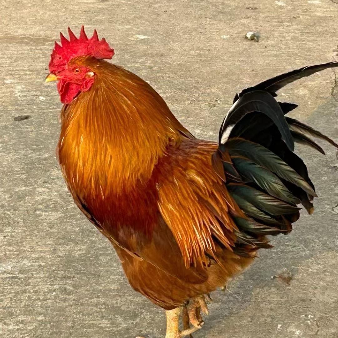 养鸡李天王