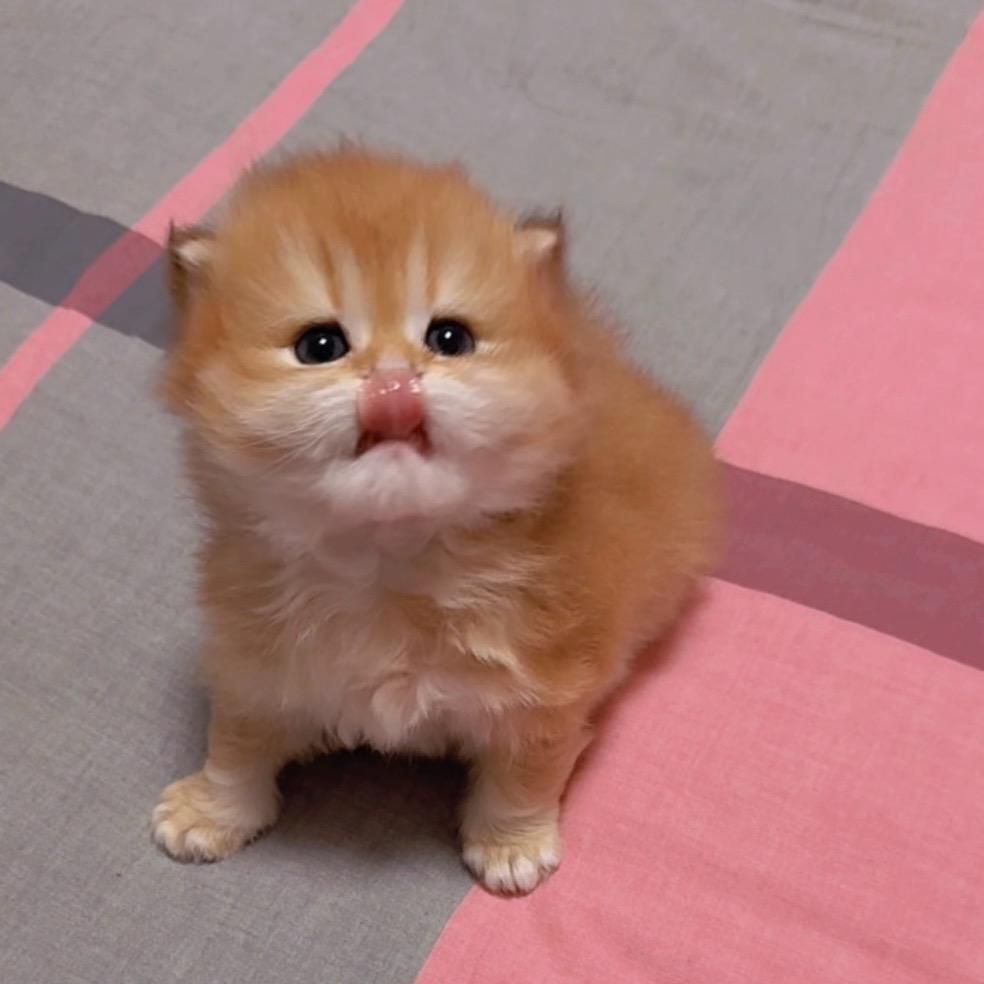 钱塘鱼见愁