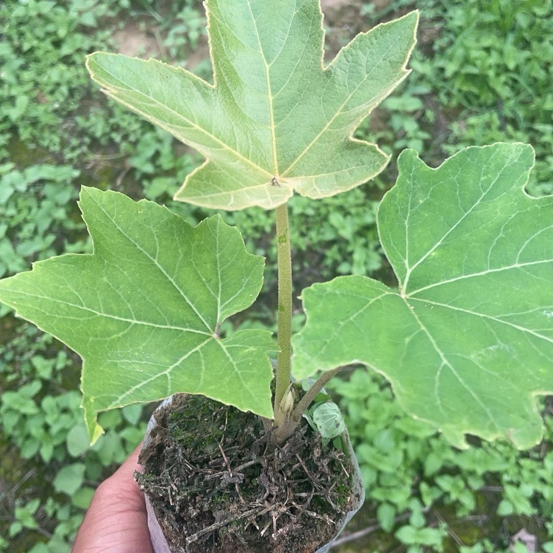 王锅锅（大通草种植户）
