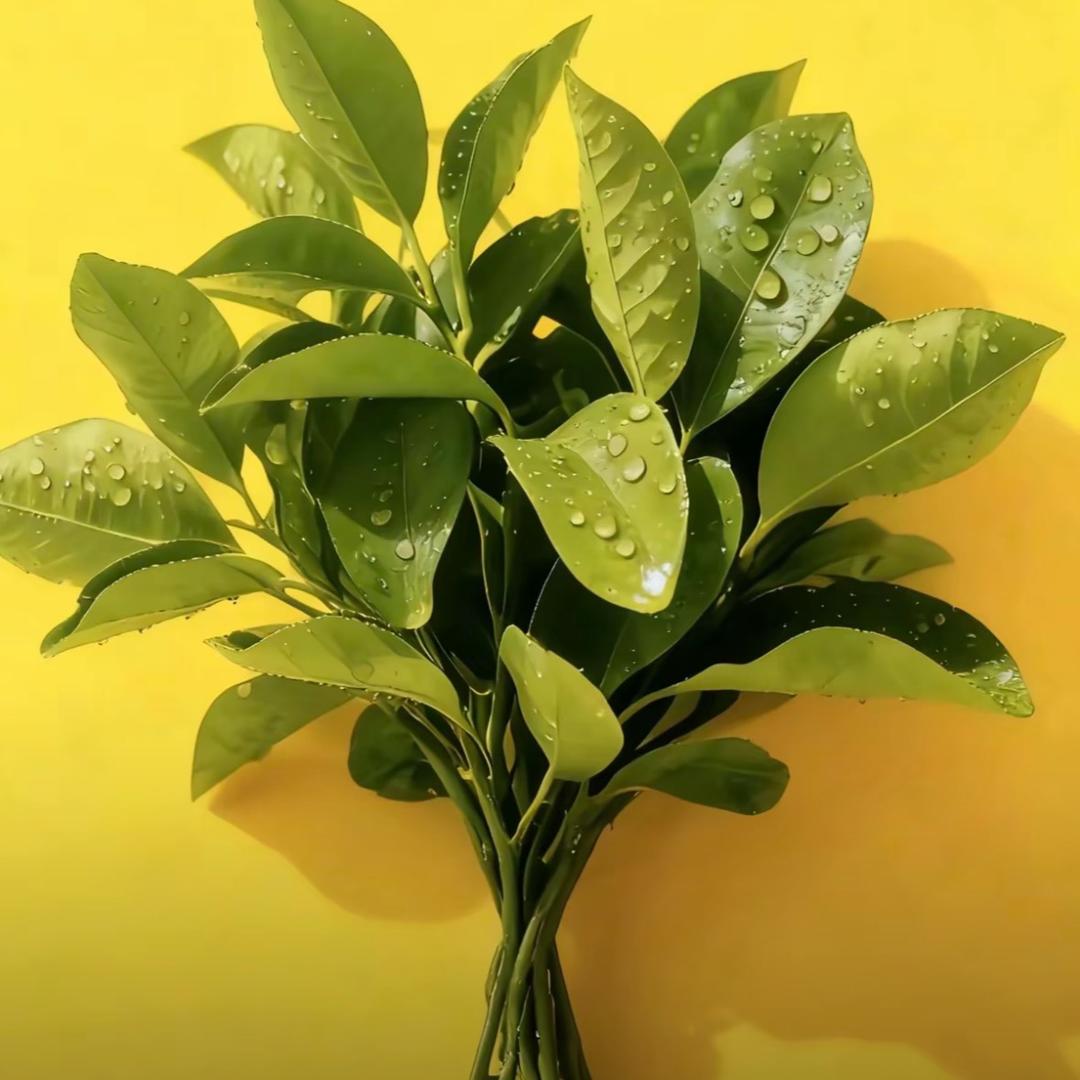 𓆡𓆝𓆟𓆜𓆞𓆝