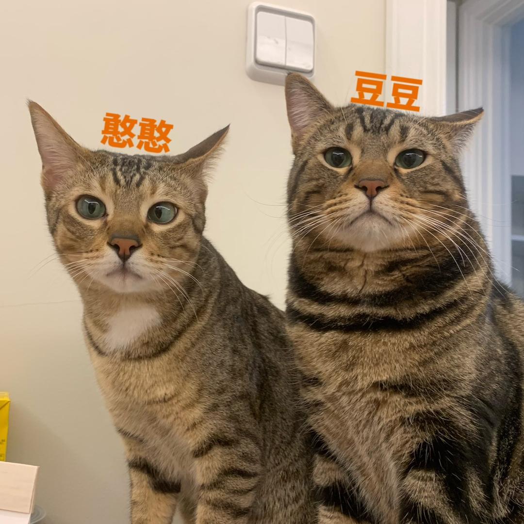 豆豆豆师傅