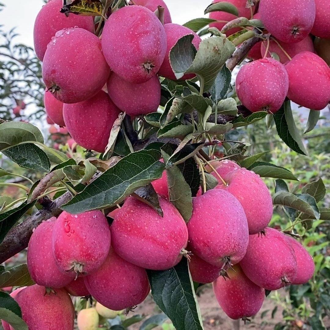 华盛黄冈村果园