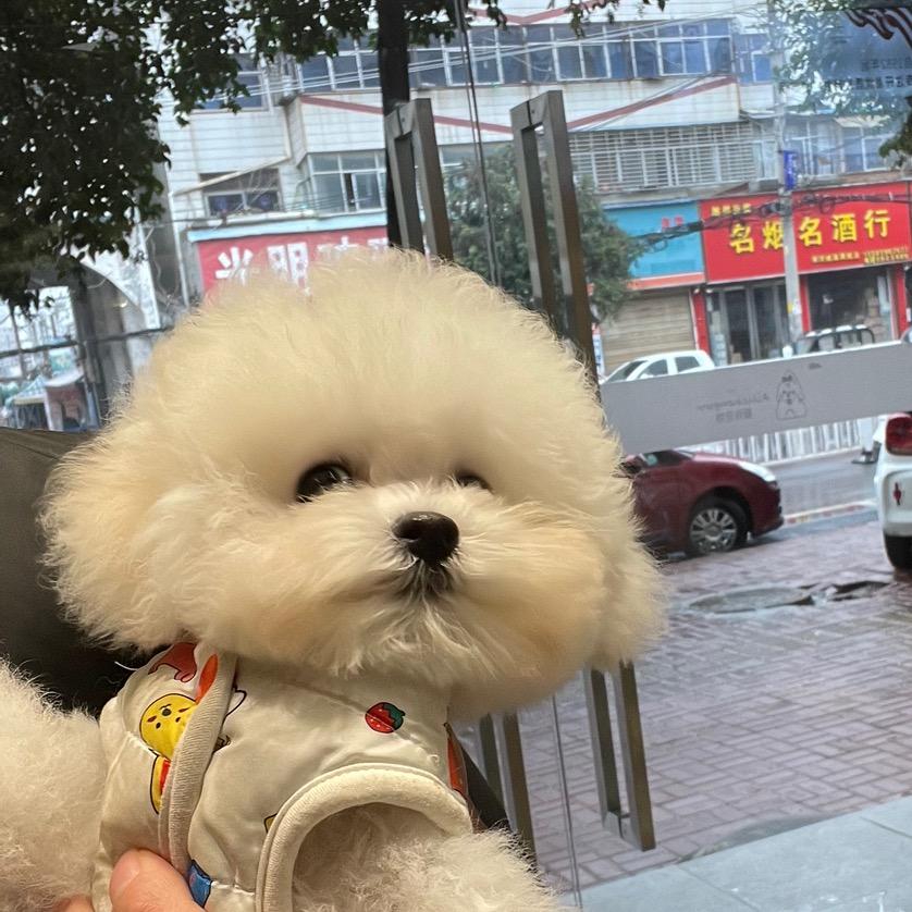 新蔡爱丽宠物