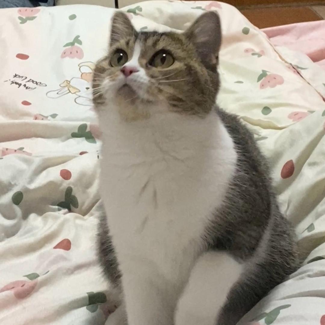 小6小8日记🐱