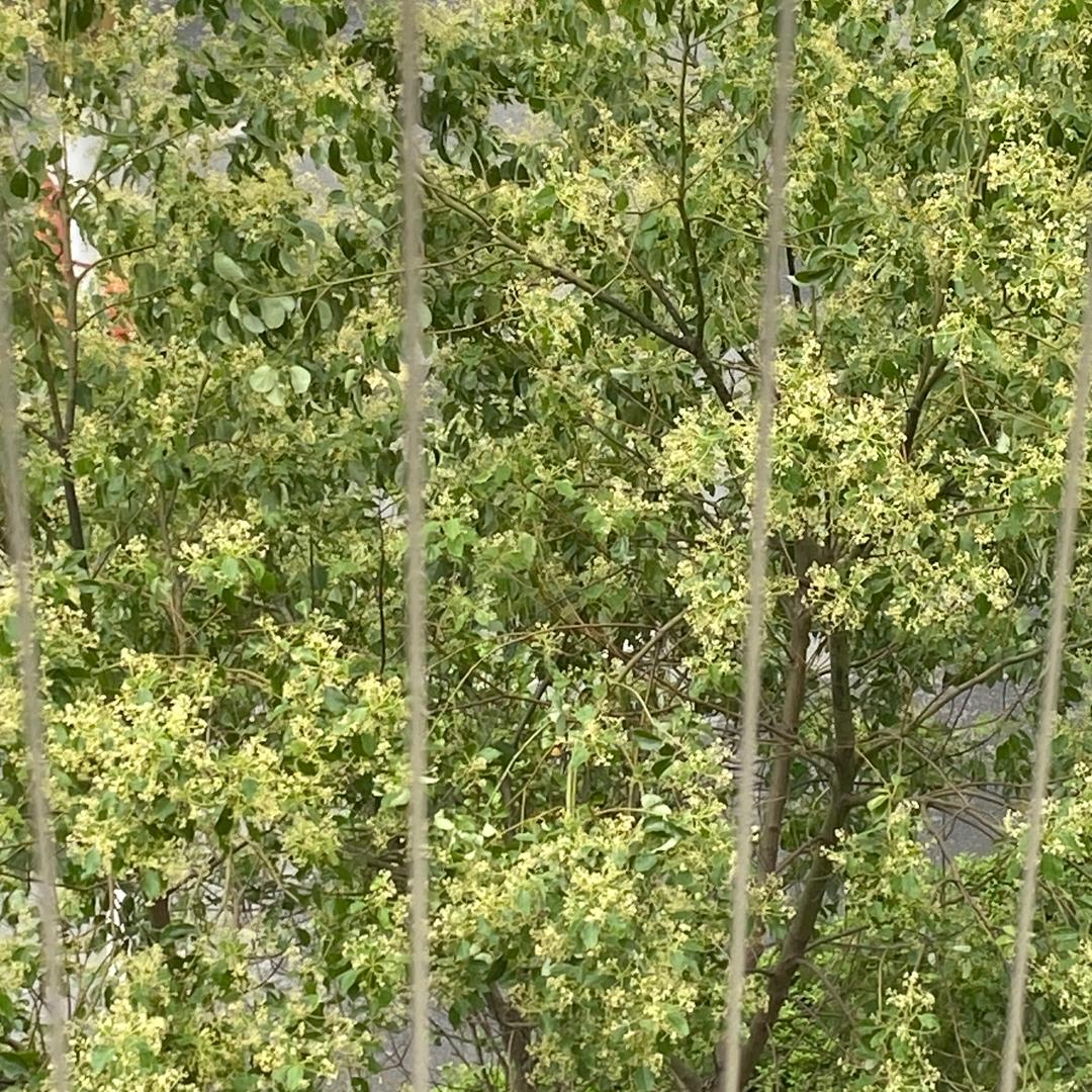 慕慕