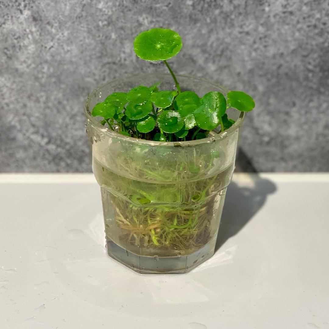 🌱卖普宁豆干。