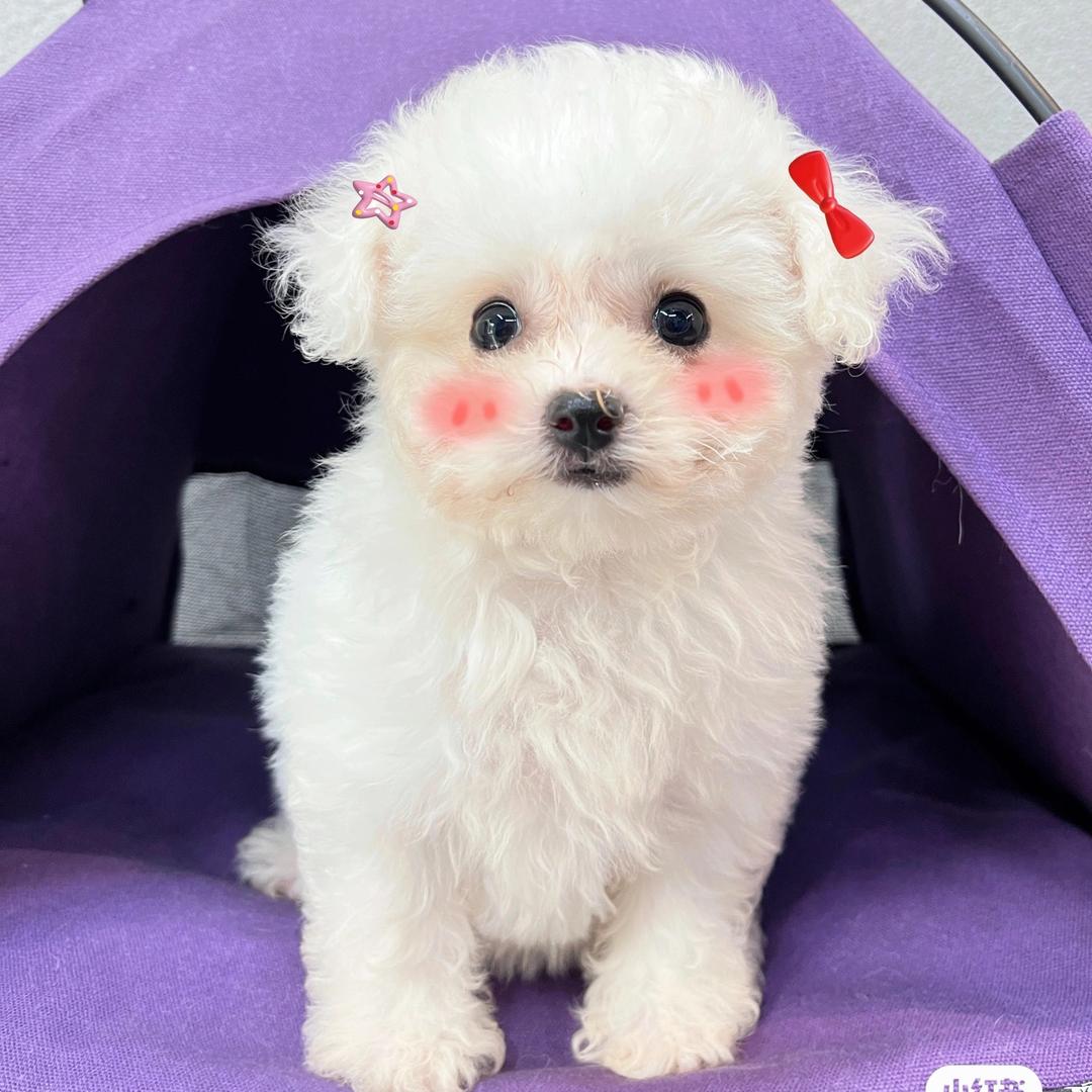 青木比熊 薇薇版