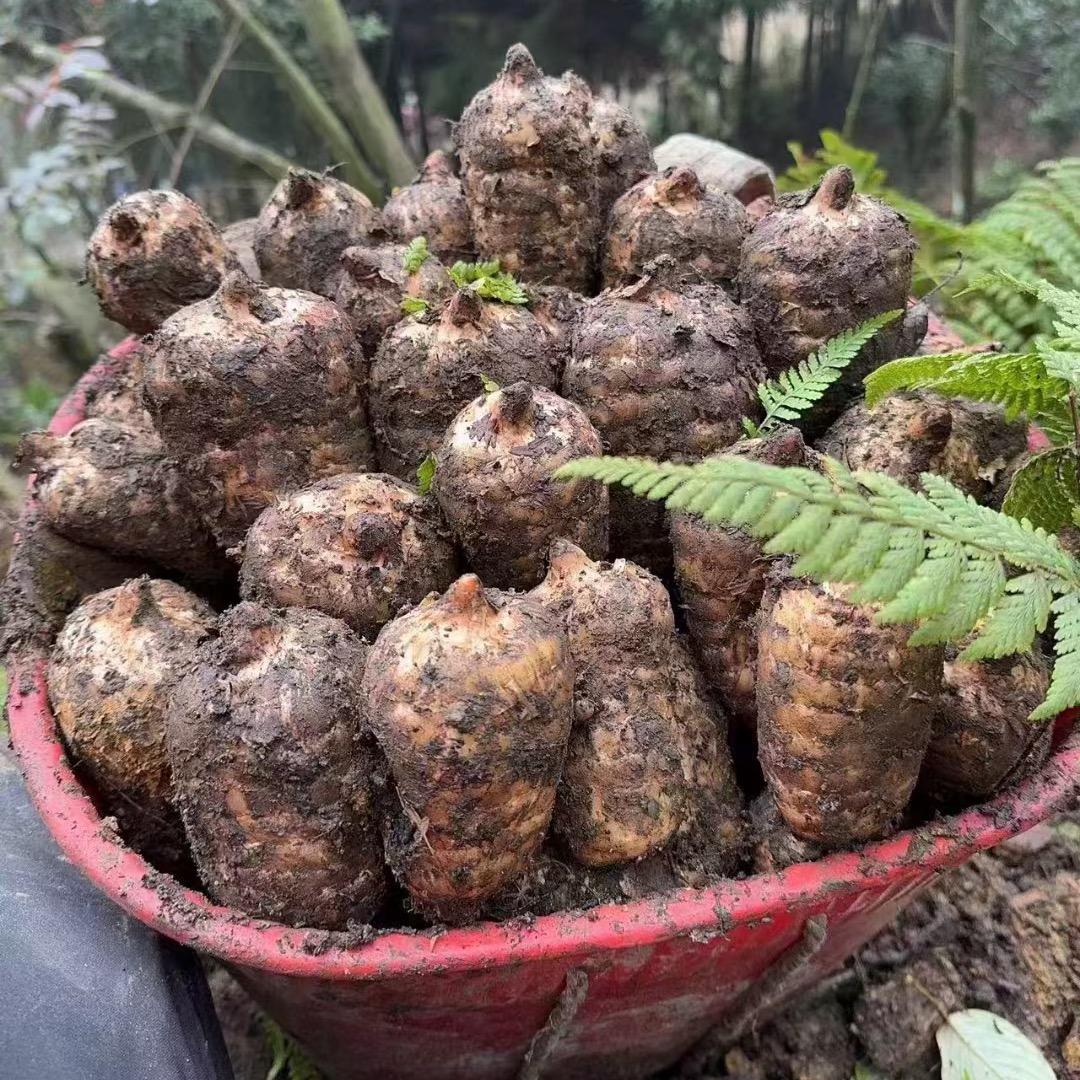 小草坝天麻