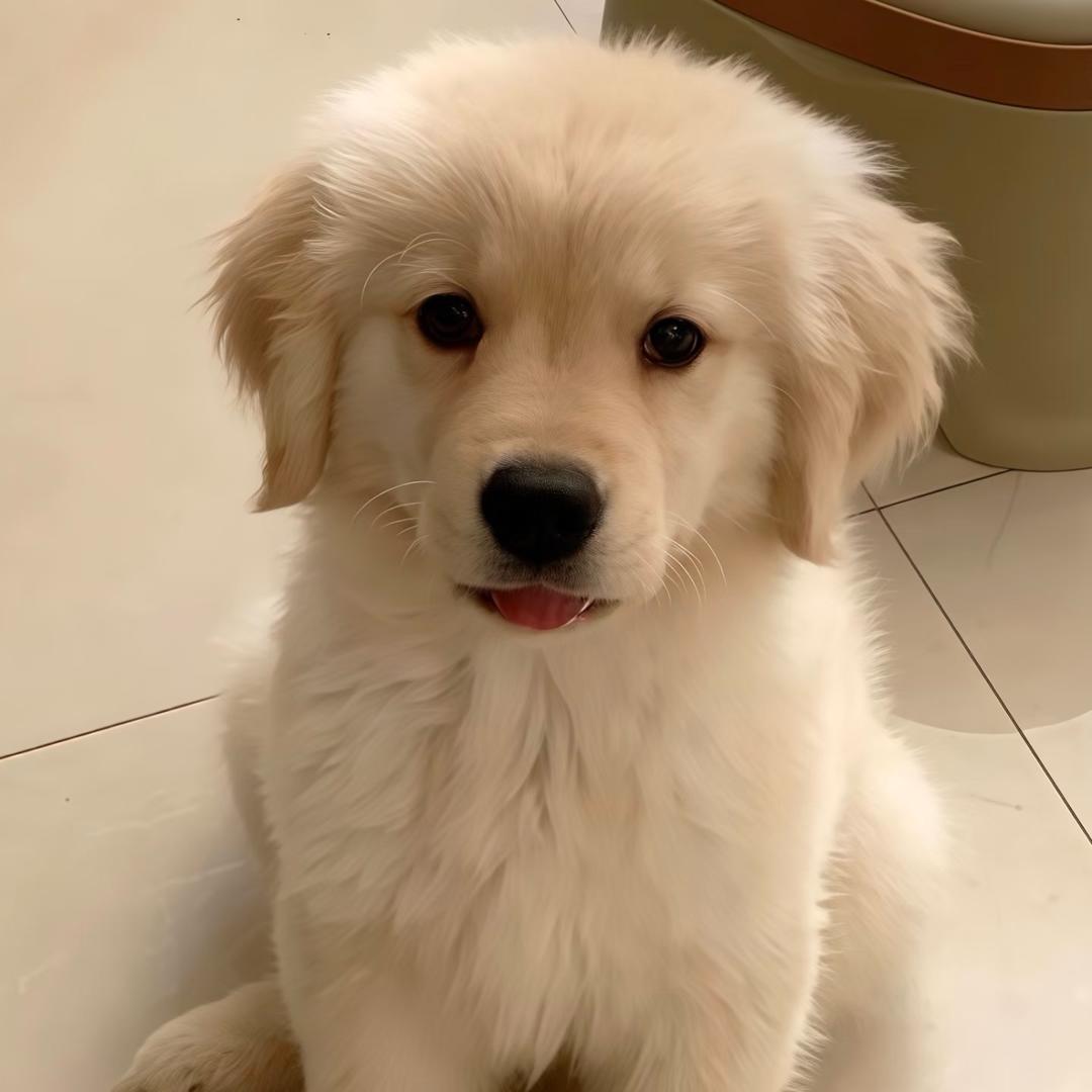 纯种金毛，拉布拉多宠物