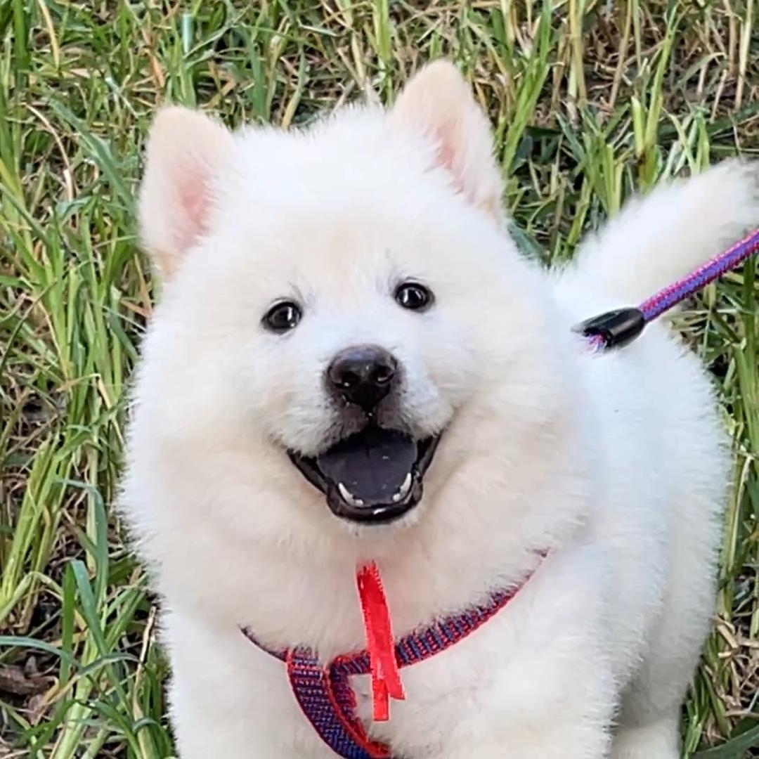 萌宠土松田园犬