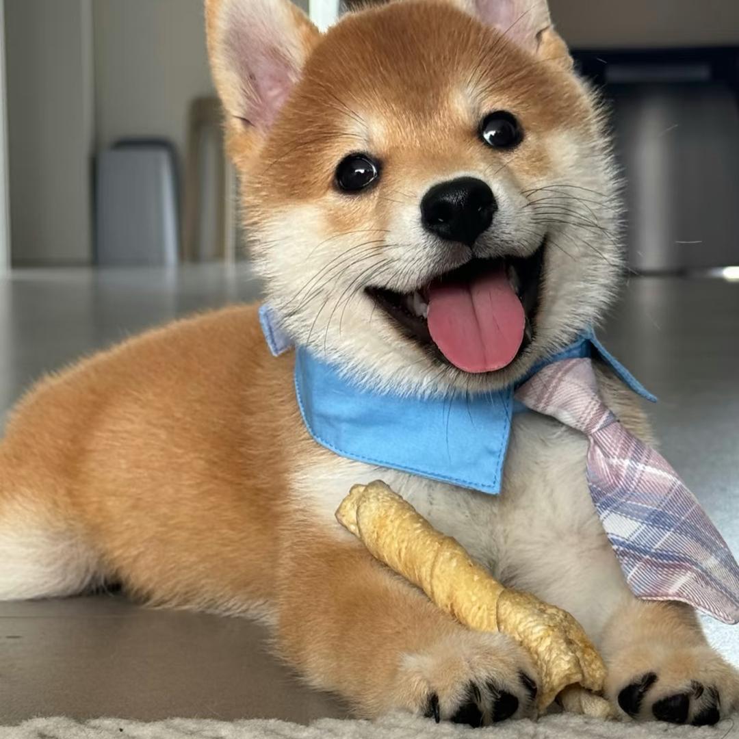 会动的木头人