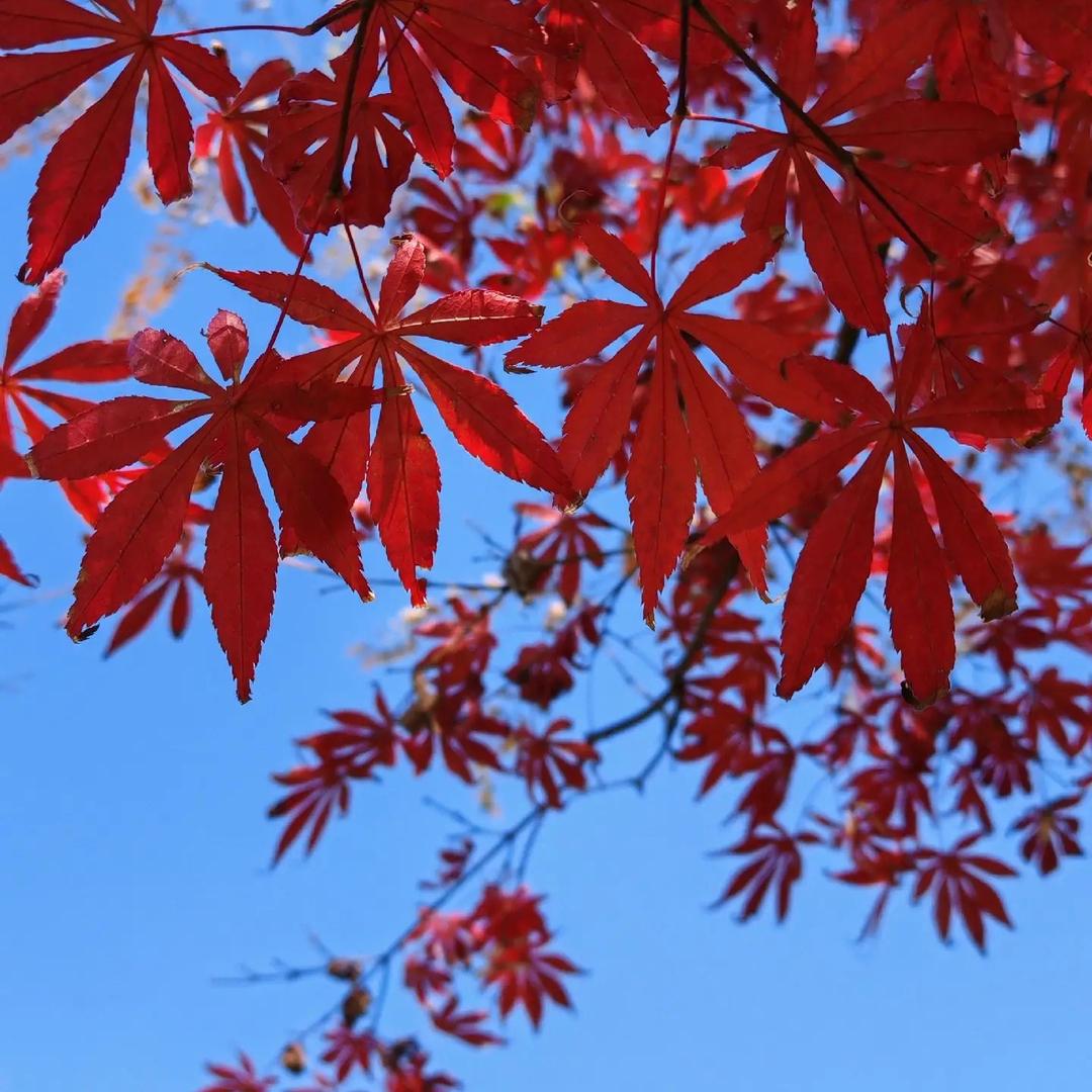 城南花亦开