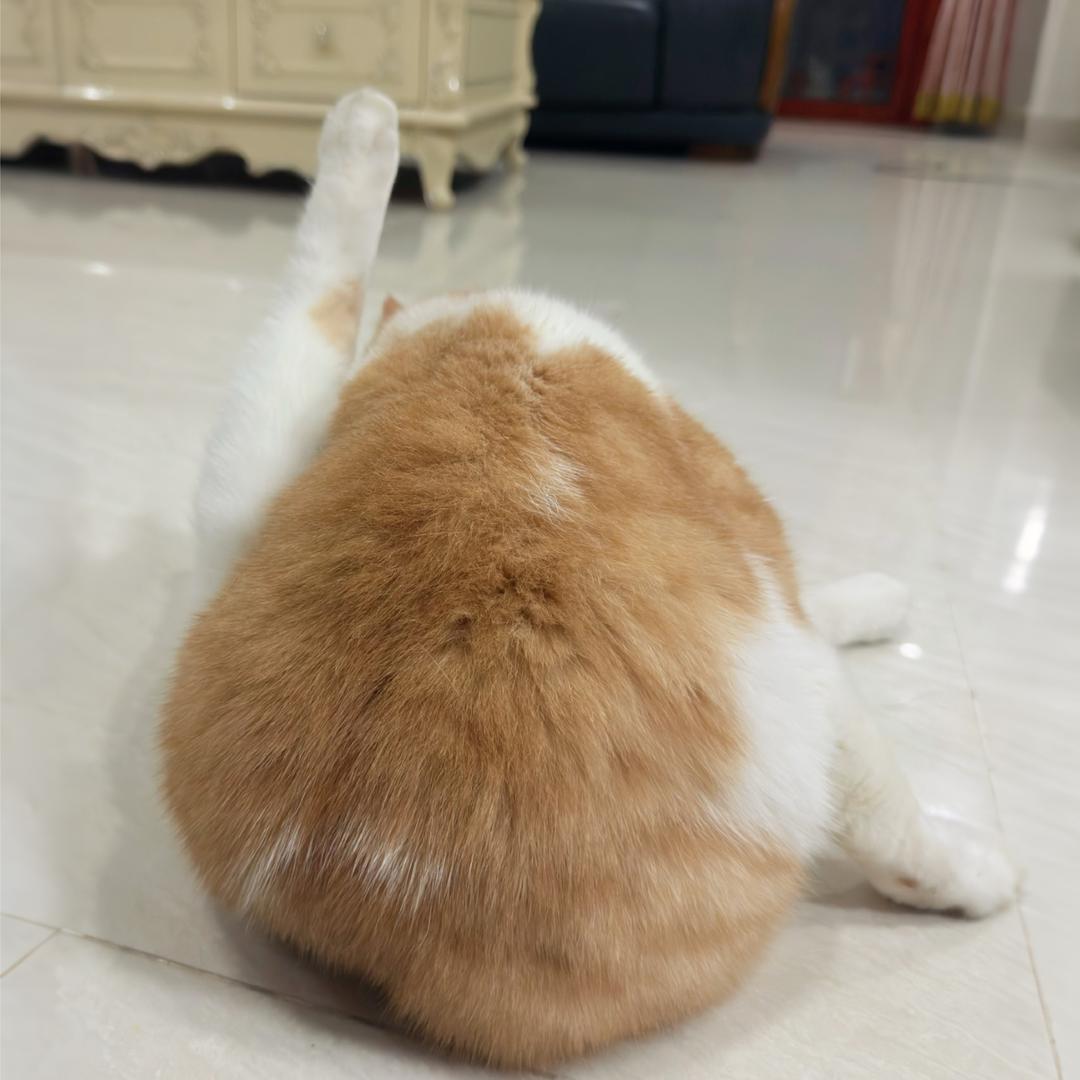 啊波吃得鹅佛歌