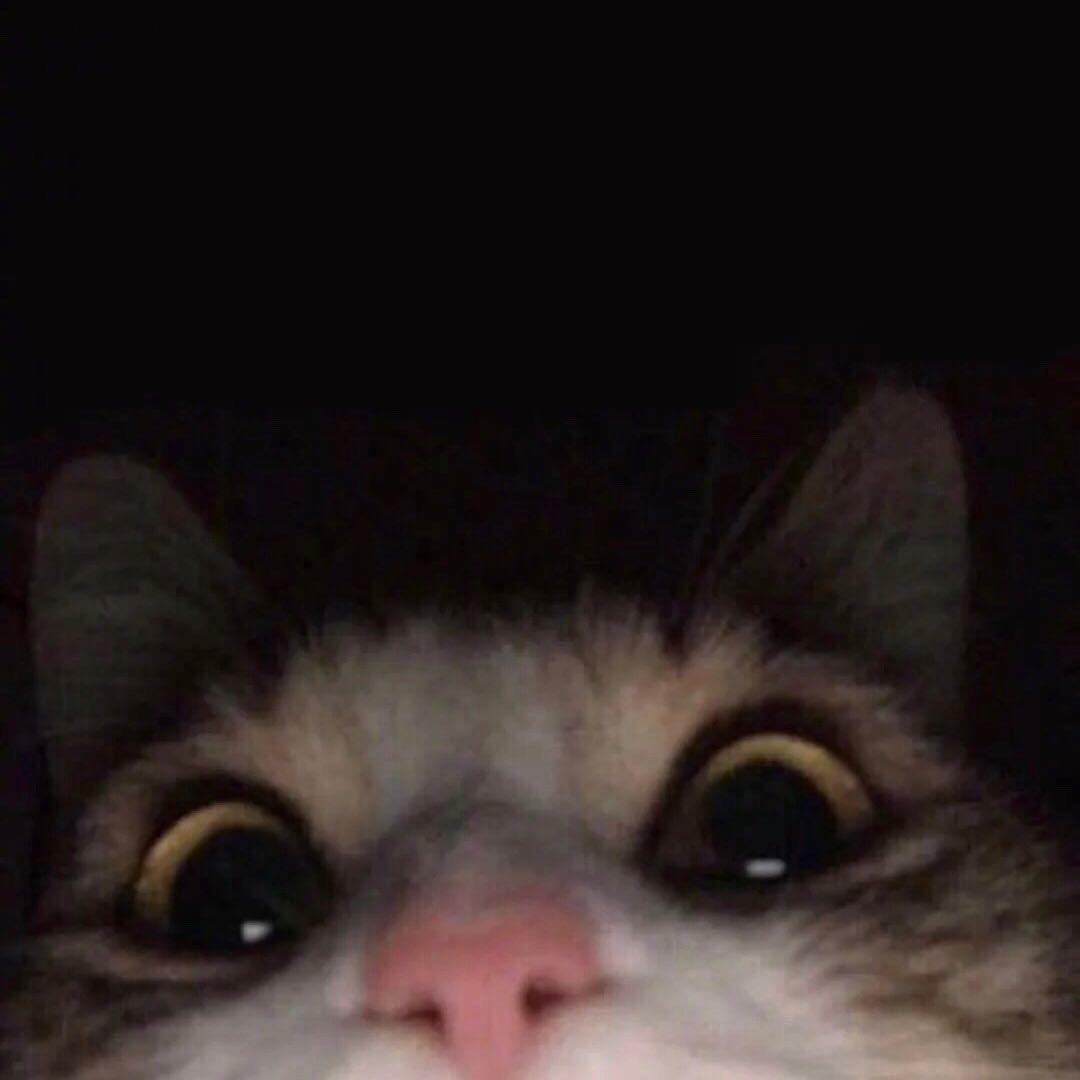 呆呆兽