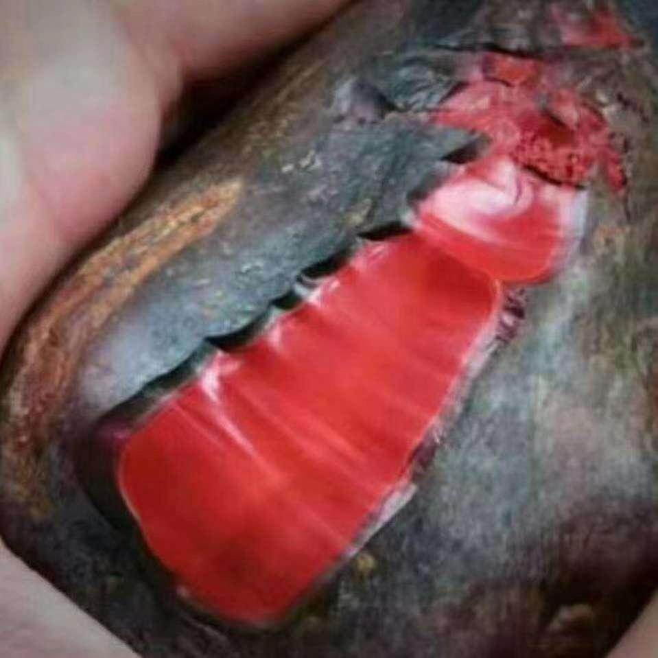 56107220452