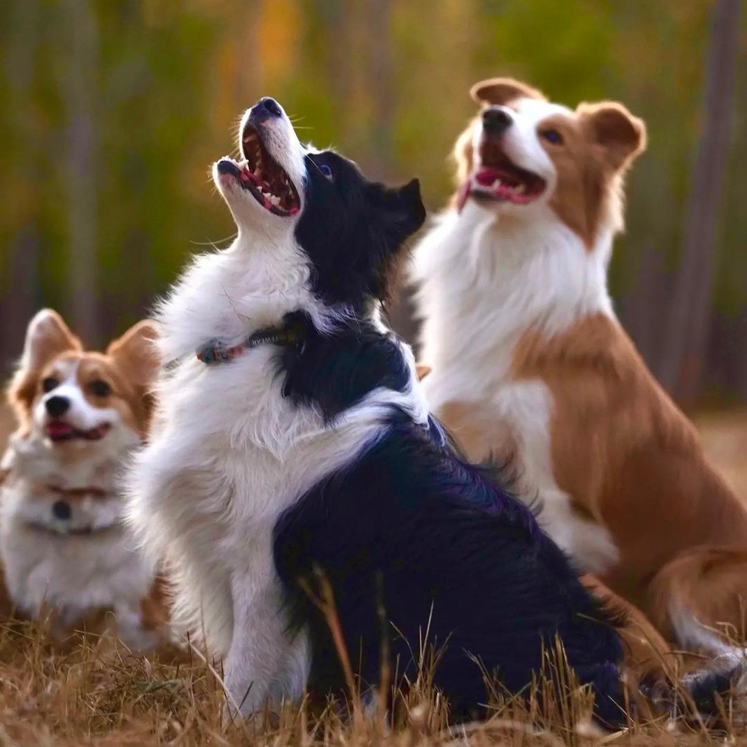 浙江台州边牧 富哥哥家