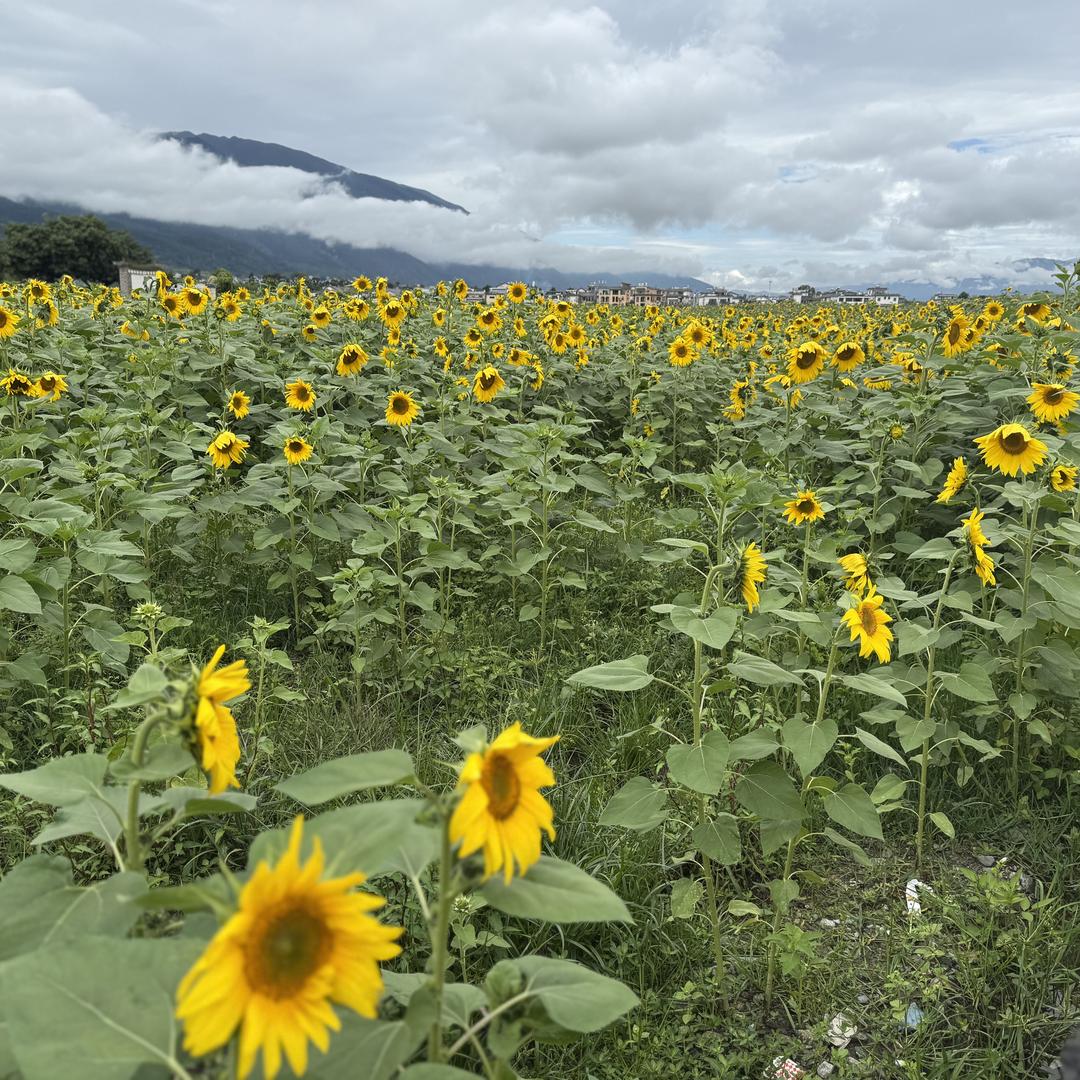 小岩家生活碎片