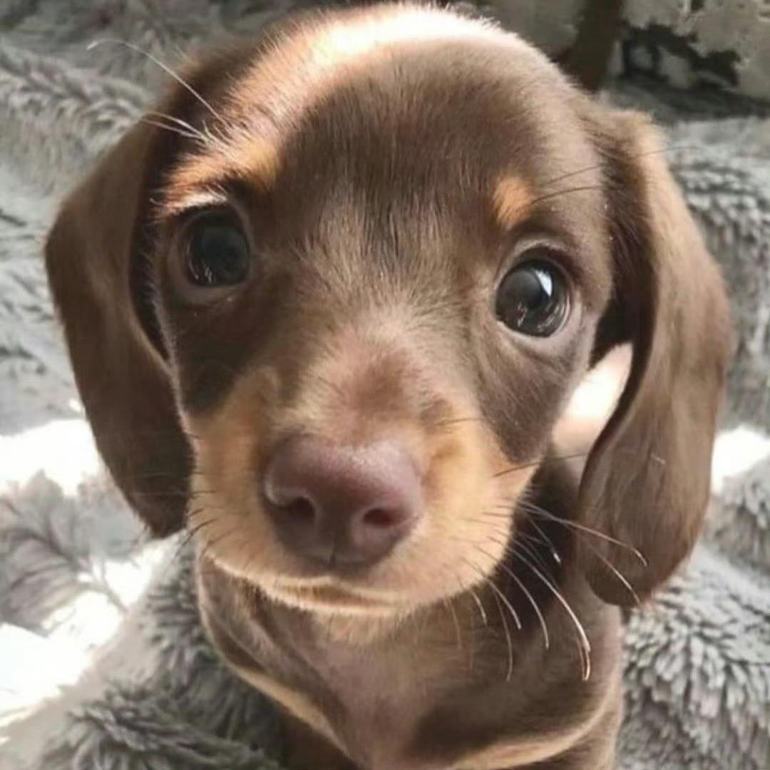 什么时候能不摆烂