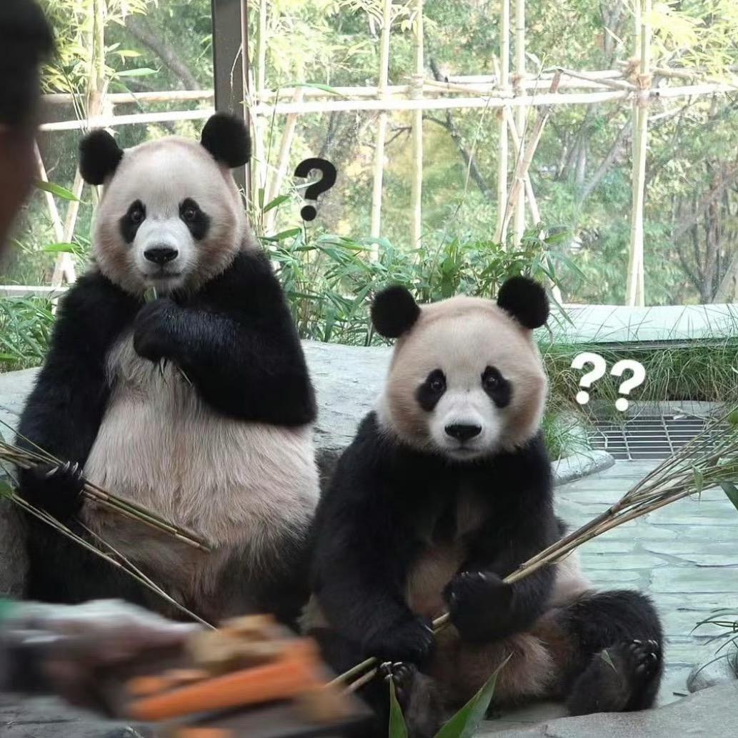 熊猫情报局Panda World